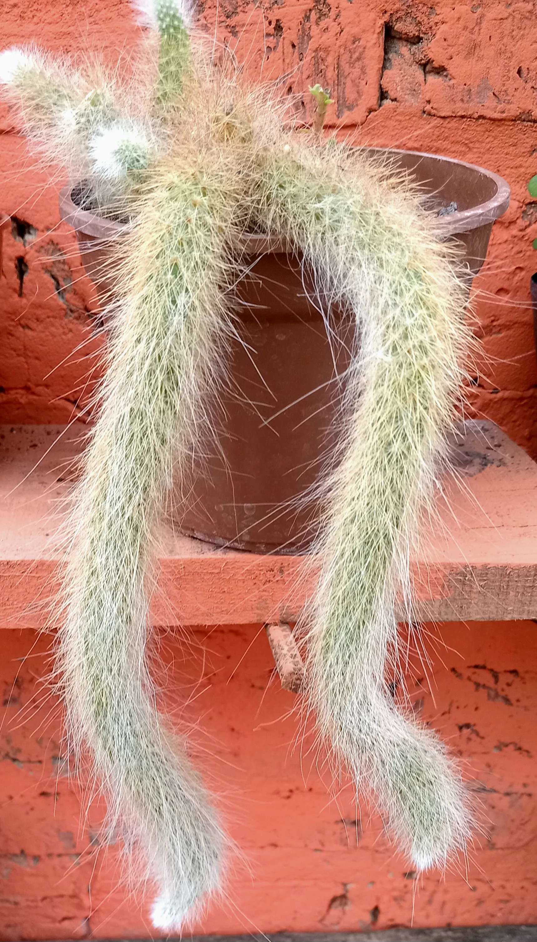 Vivero  Sorprendete