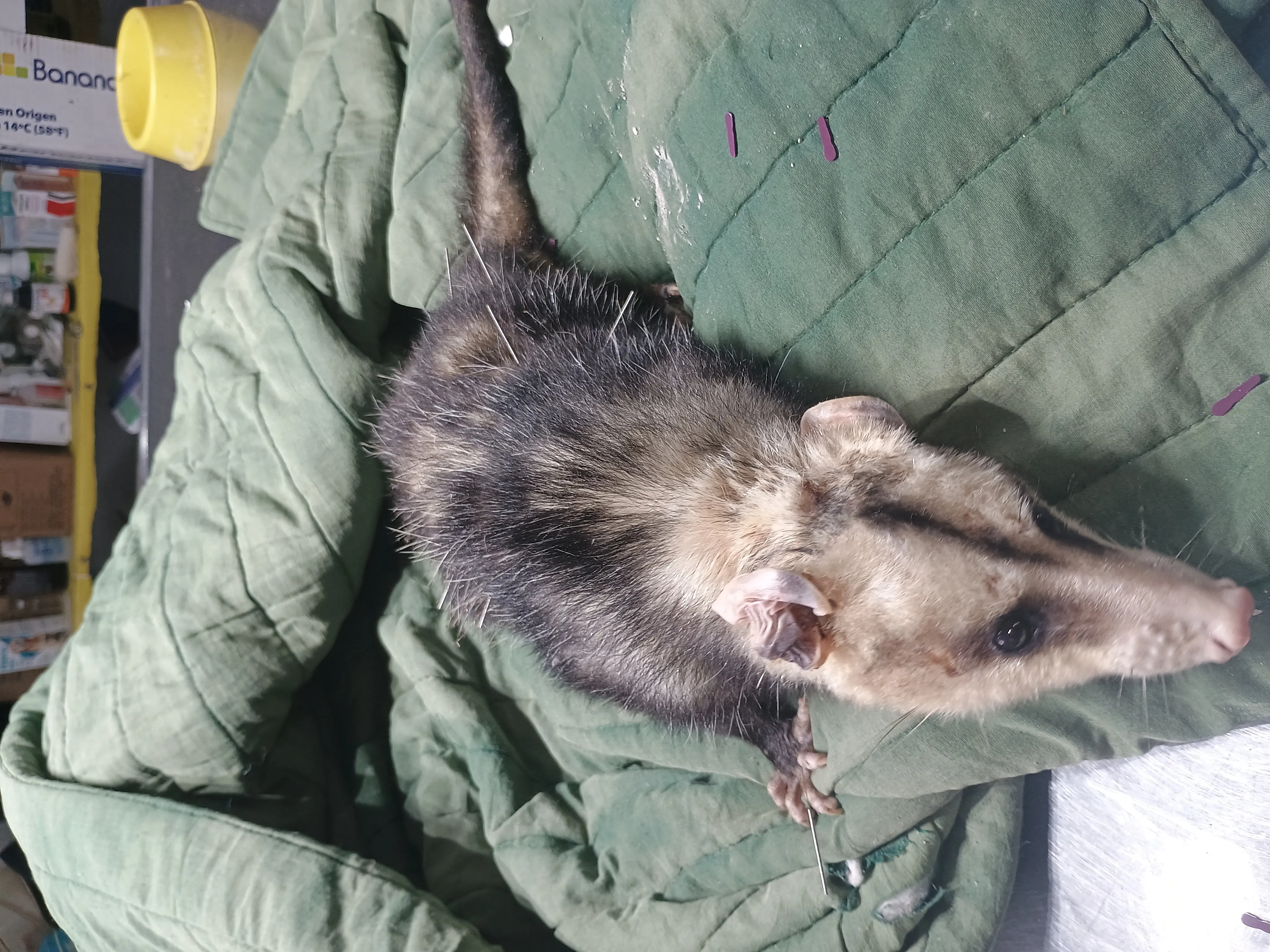 Acupuntura en pequeños animales