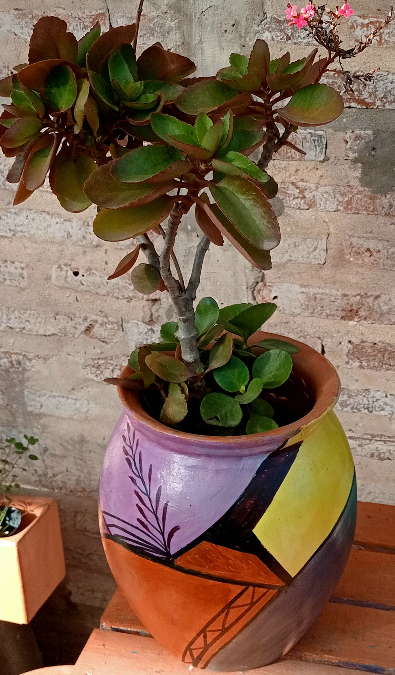 Vivero  Sorprendete