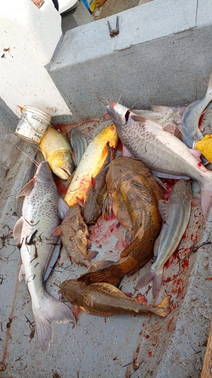 Venta de pescado