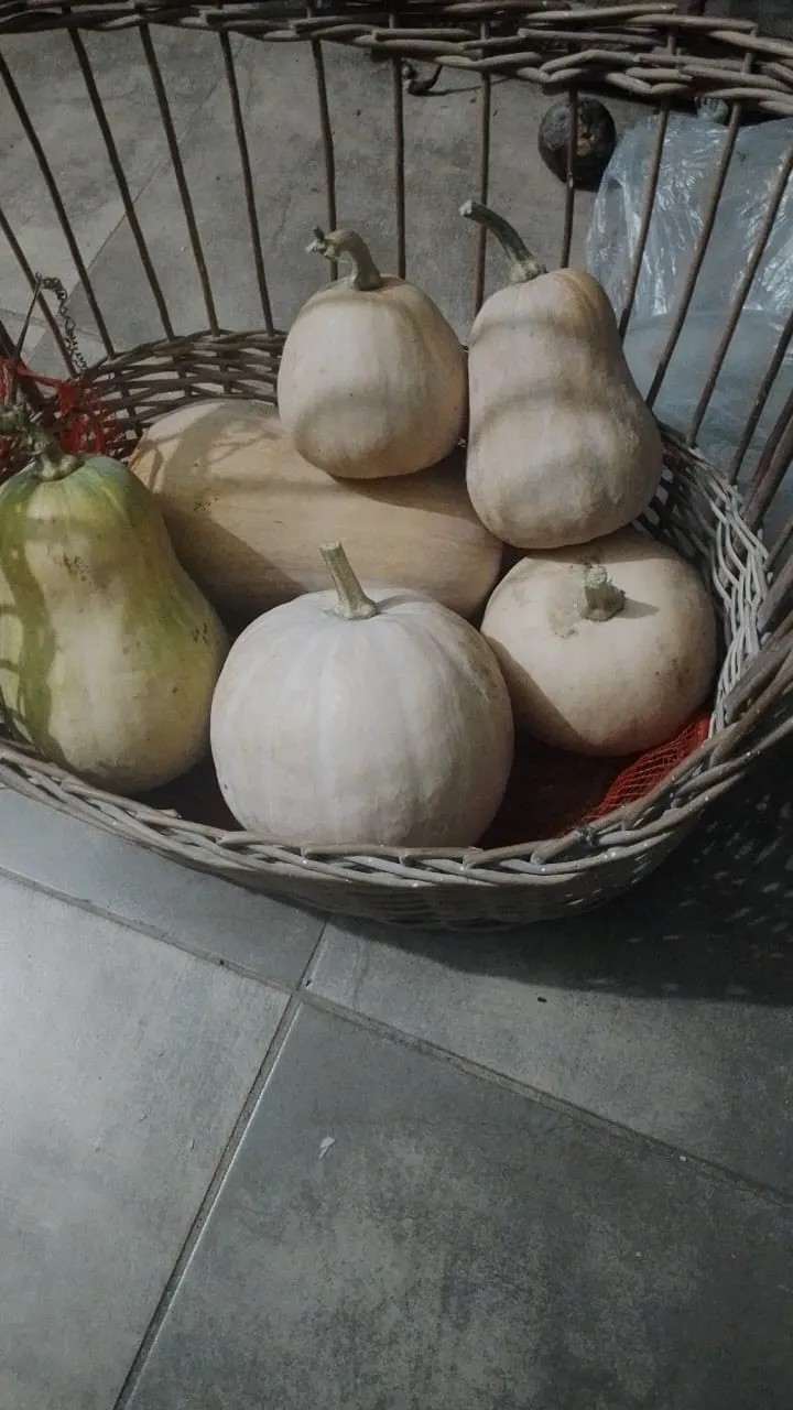 Zapallitos, calabazas etc. 3405506741