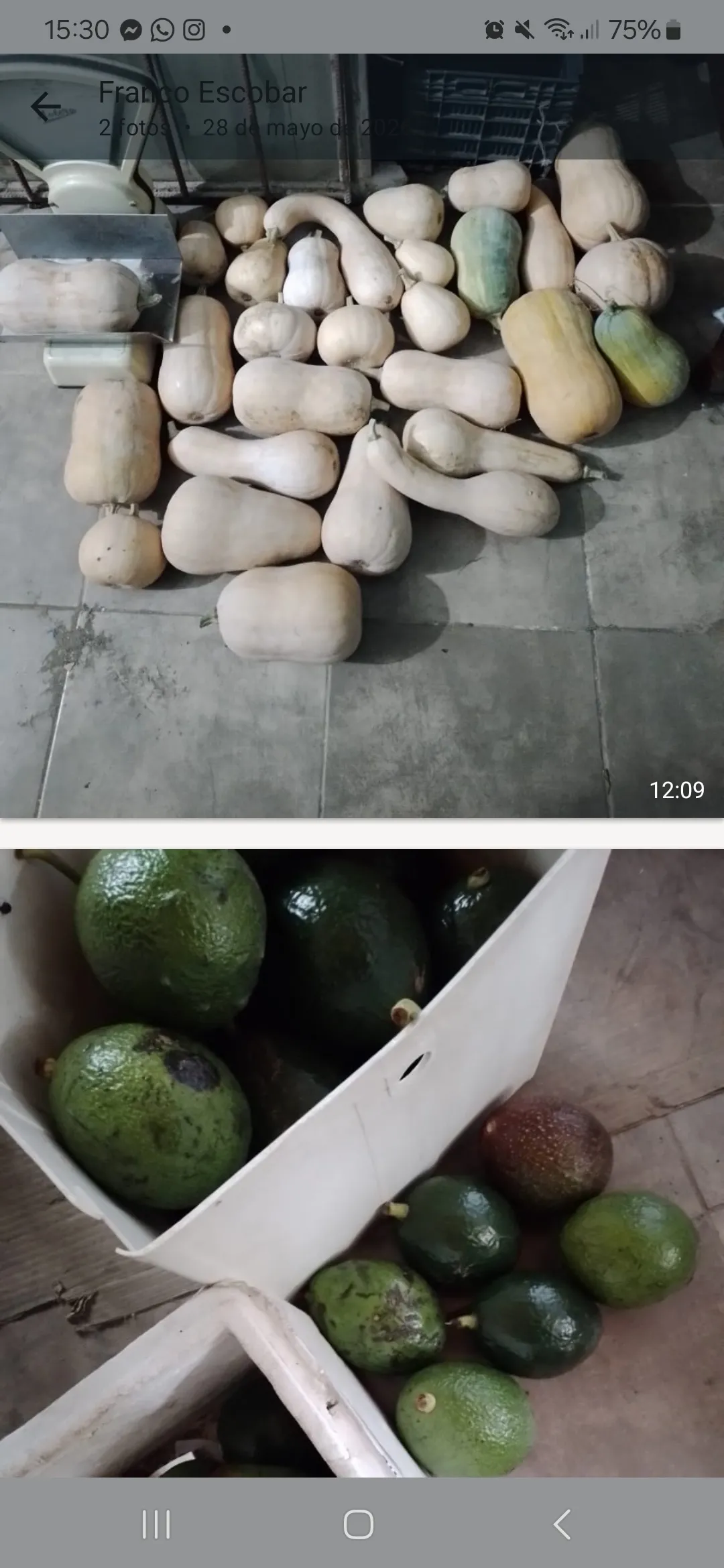 Calabazas, paltas 3405506741