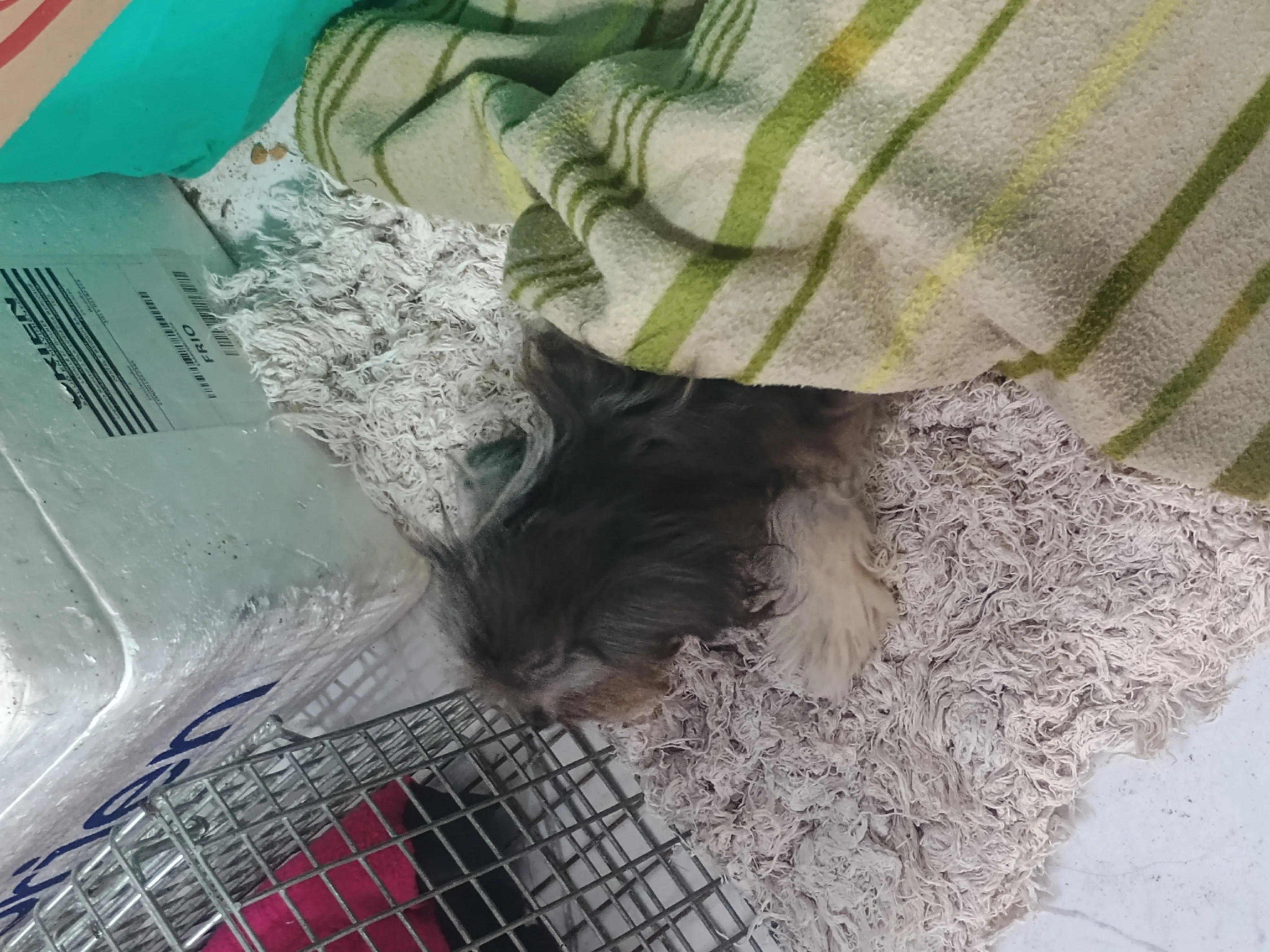 Atención Veterinaria