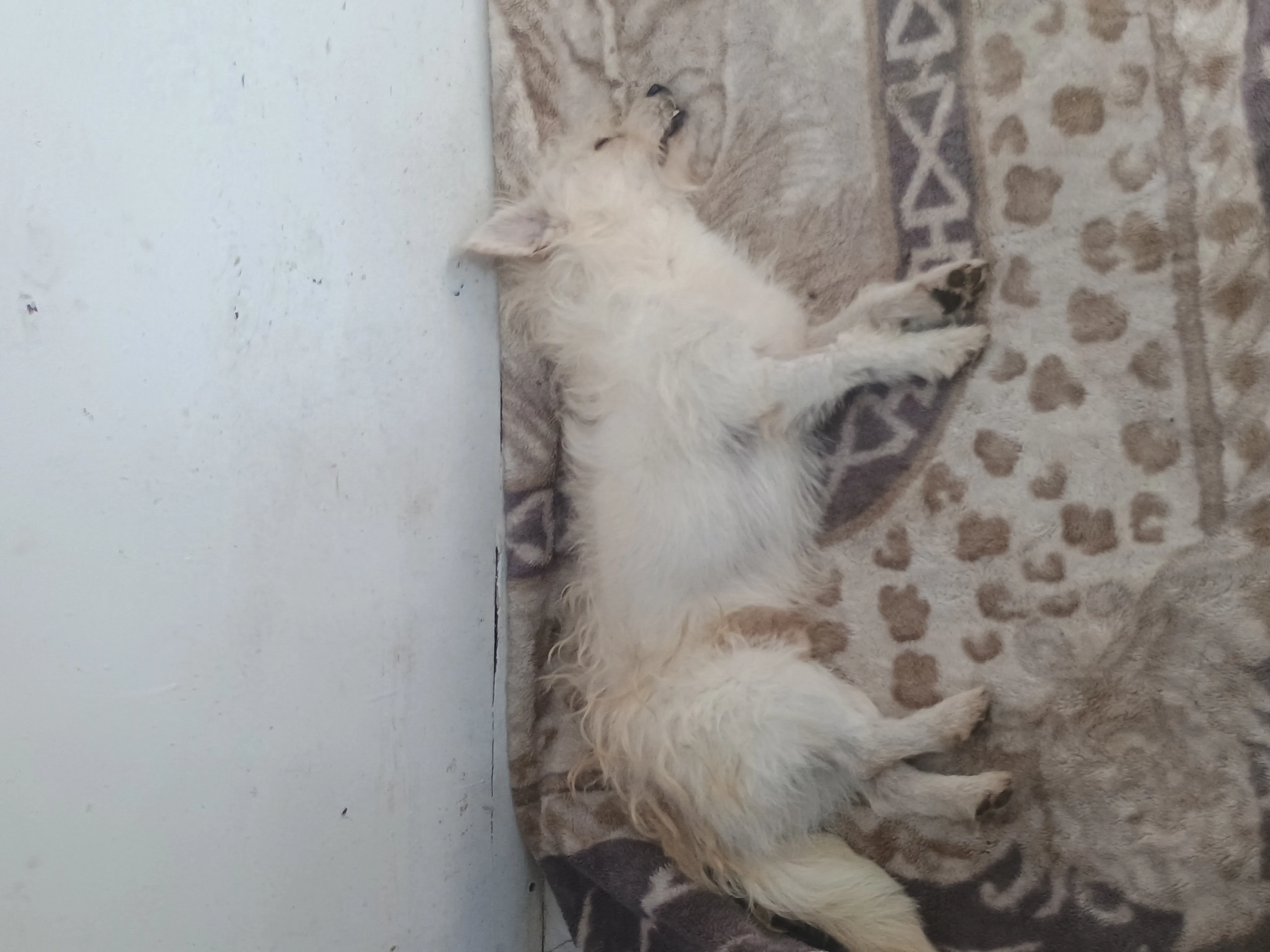 Atención Veterinaria