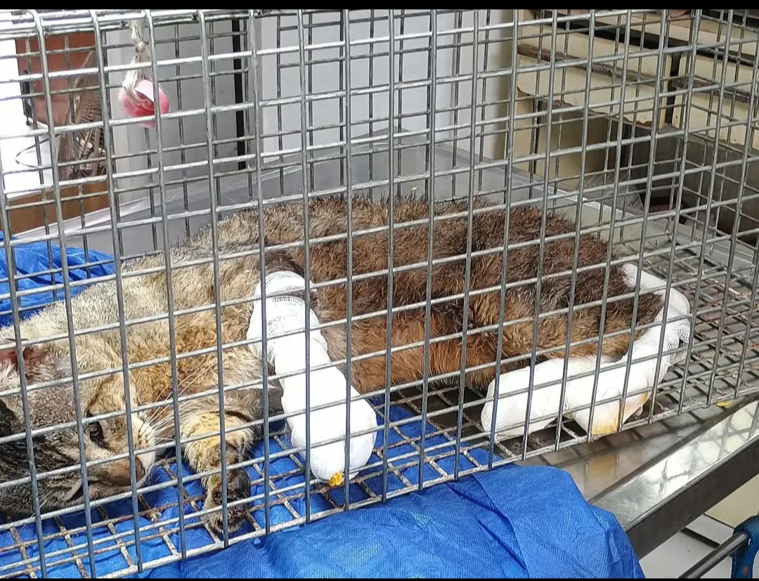 Atención Veterinaria