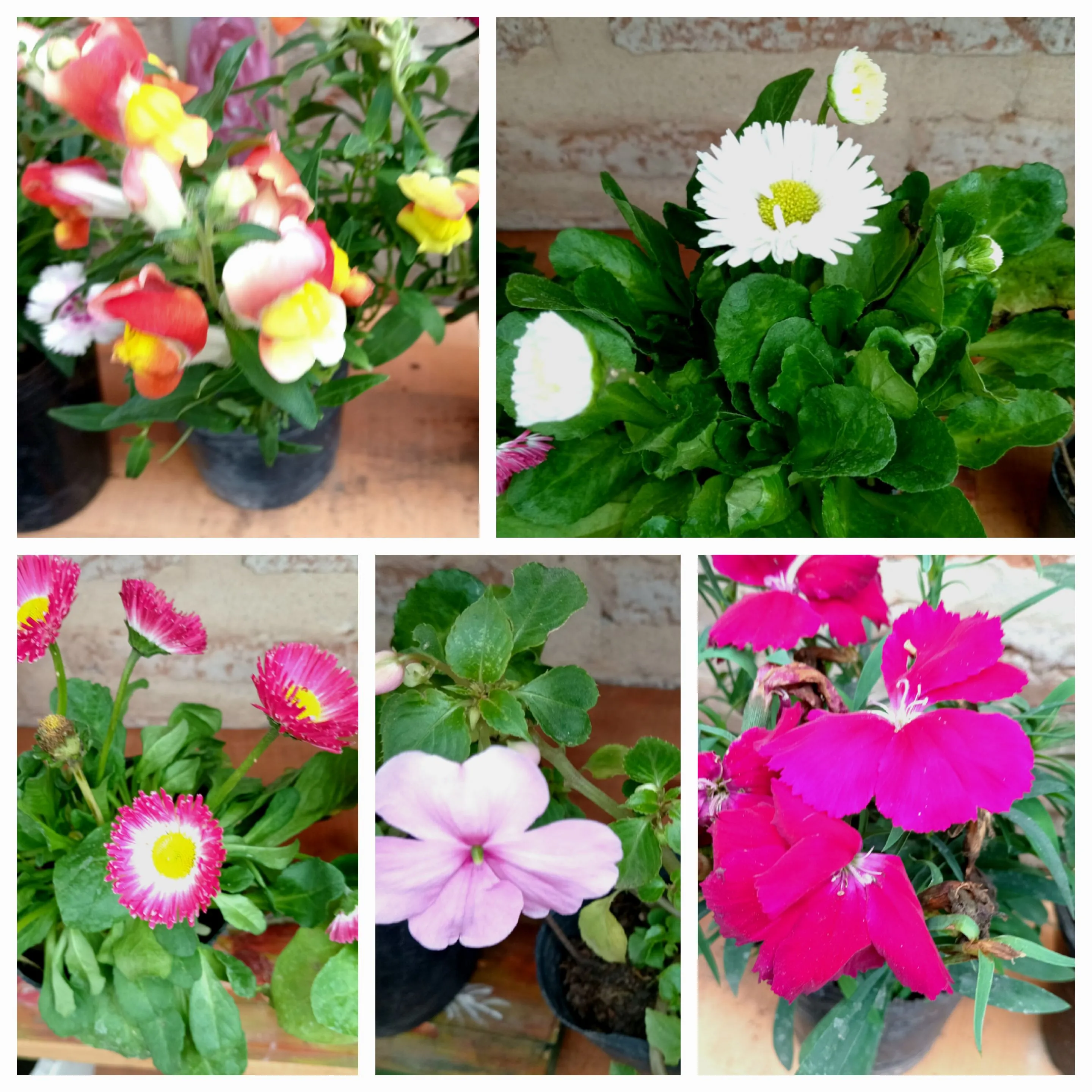 Vivero  Sorprendete* 3405408257