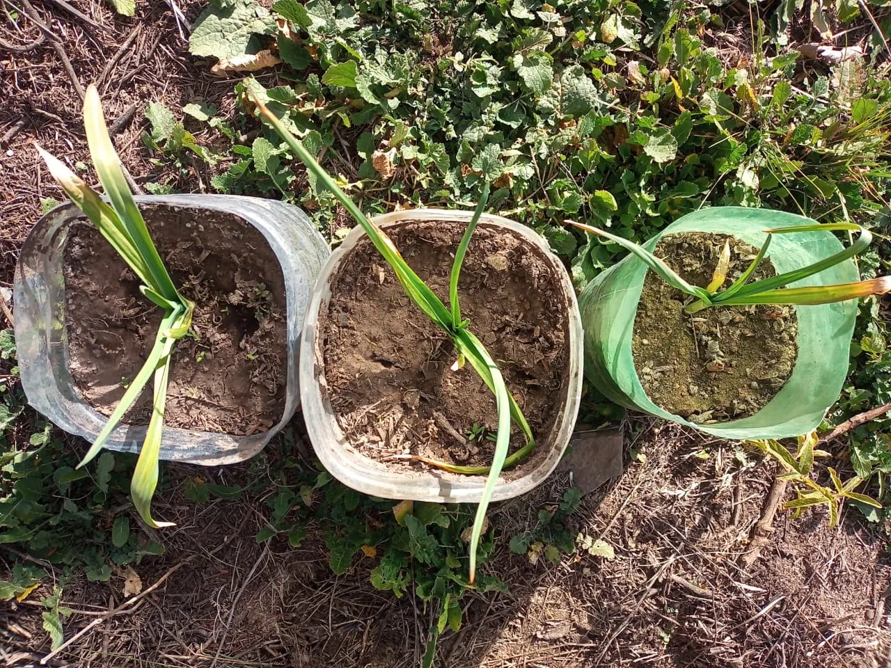 Plantines de ajo